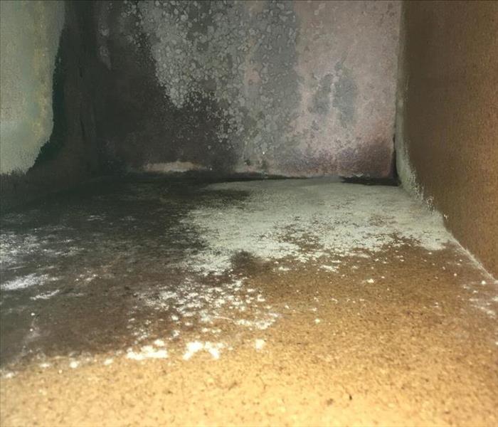 mold growth in kitchen cabinet